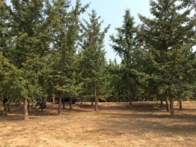 銀杏夏天可以移栽嗎？