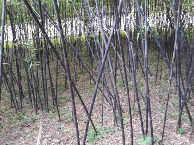 6月可移載竹子嗎？