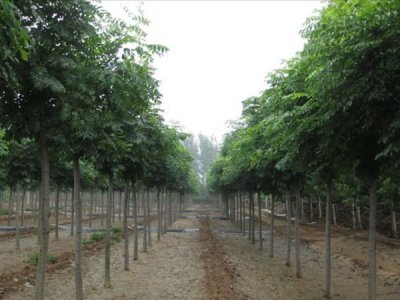 欒樹六月可以種植嗎？