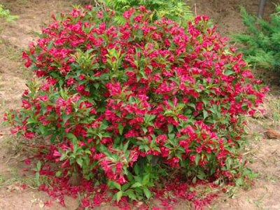 紅王子花當年開花嗎？