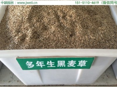 多年生的黑麥草一年四季可以種嗎？