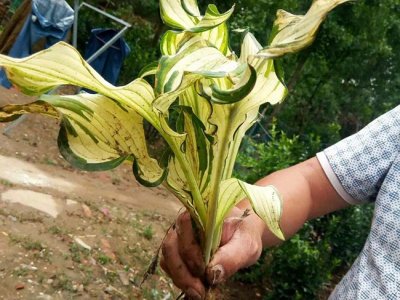 玉簪在北方可以種植嗎？