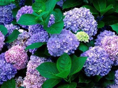 福建適合種繡球花嗎？