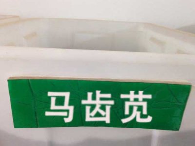 馬齒莧一年四季都可以種植嗎？