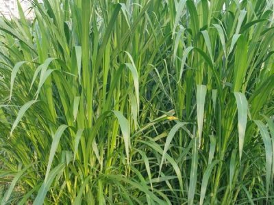 養豬豆類牧草種子批發