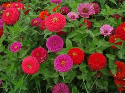 花種子百日草什么時候種？
