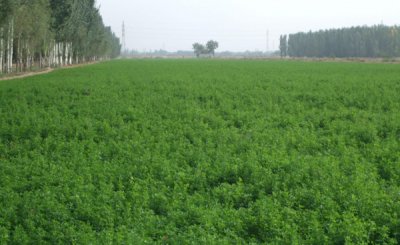 苜蓿的栽培技術