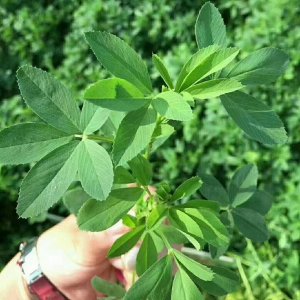苜蓿繁殖方法