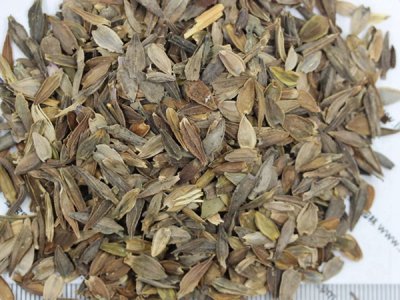 百日草花種子可以保存多久？