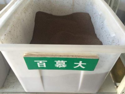 百慕大草籽播種需要浸泡嗎？