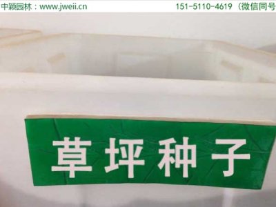 草坪種子哪一種價格貴？