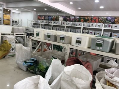 草坪種子格桑花價格