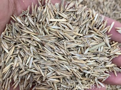 種植草坪種子需要注意什么？