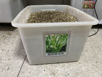 墨西哥玉米草種子哪里有賣？