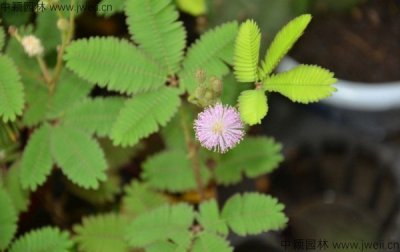 含羞草開花種子都長什么樣？
