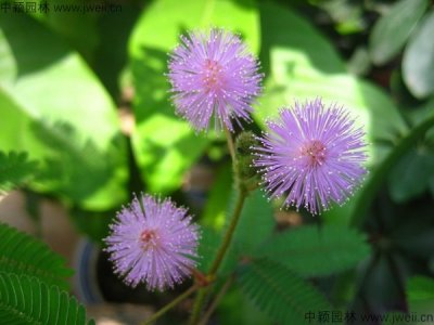 含羞草花種子在哪里？