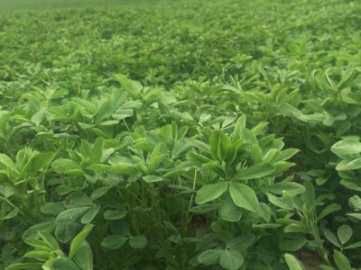 苜蓿種植了以后可以喂雞嗎？