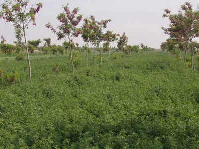 苜蓿地里適宜種植什么果樹？