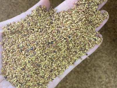 可以種植苜蓿割了當肥料嗎？