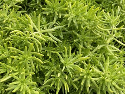 佛甲草6月份可以種嗎？