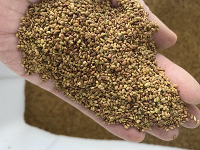 種植苜蓿能不能施含氯肥料