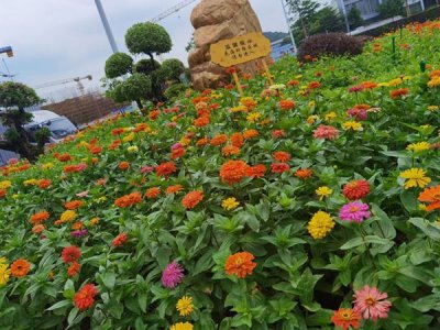夏季種什么草花種子？