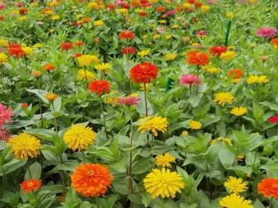 春天可以播哪些草花種子？