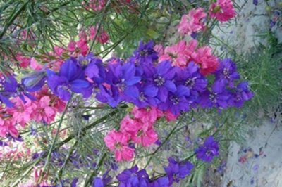 大花飛燕草屬宿根花卉嗎？