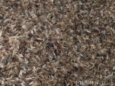 草花種子春天播種方法