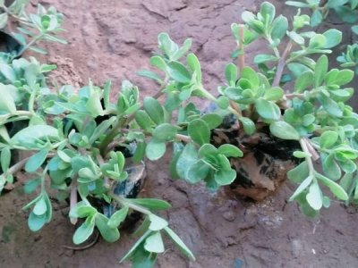 馬齒莧種植方法