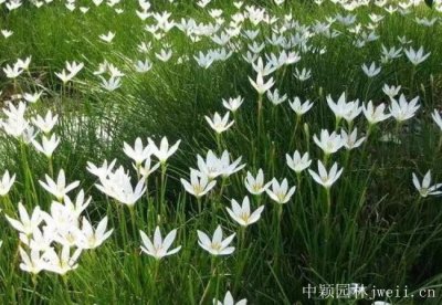 蔥蘭在北方可以種植嗎？
