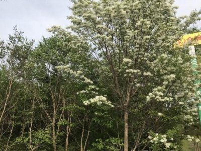 流蘇樹可以在北方種植嗎？