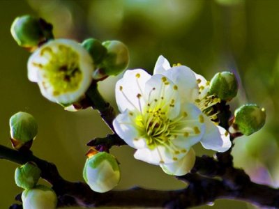 梅花冬天能種嗎？