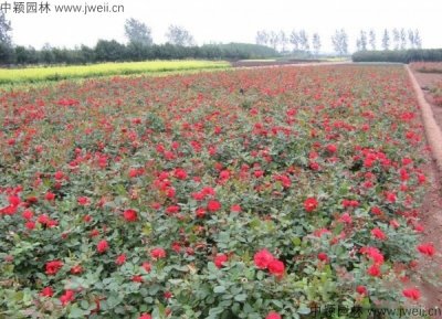月季在北方種植可以活嗎？