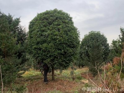 廣東冬天種植桂花能活嗎？