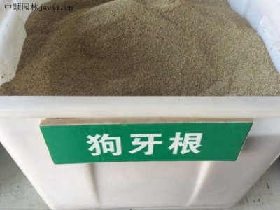 狗牙根種子應該怎么種植 需要浸泡嗎？