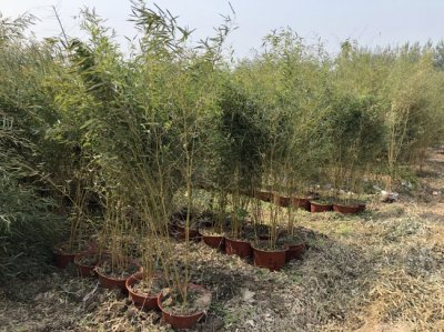 竹子6月份種植可以嗎？