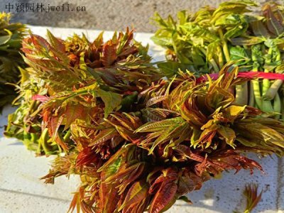 廣東有香椿樹嗎？