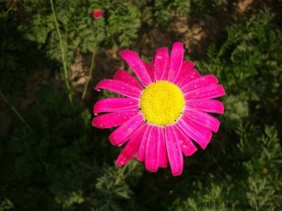 除蟲菊幾月開花是宿根嗎？