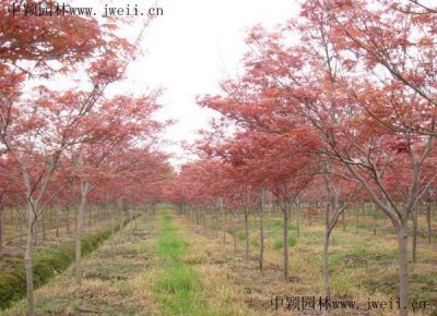 庭院適合種植日本紅楓嗎？