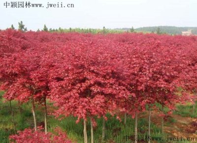 日本紅楓能用種子種出來嗎？