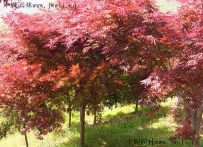 紅楓在南方適合種植嗎？