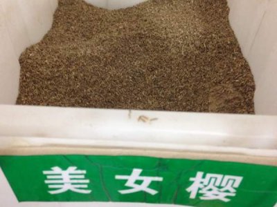 大量批發美女櫻種子，價格便宜質量好