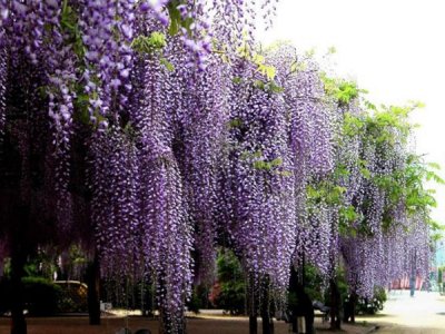 紫藤花在東北能過冬嗎？