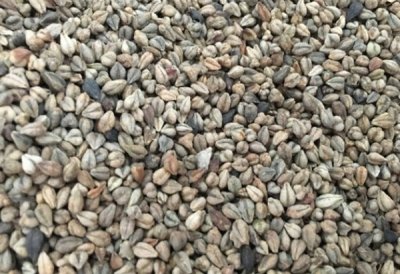 江西8月份可種植蕎麥嗎？