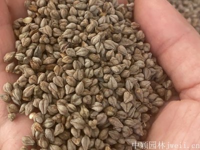 苦蕎麥籽多少錢一斤？