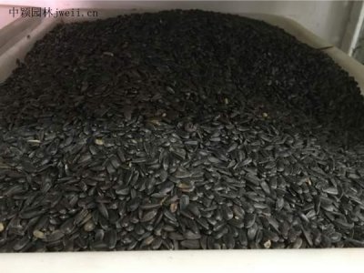 觀賞向日葵種子要泡嗎？