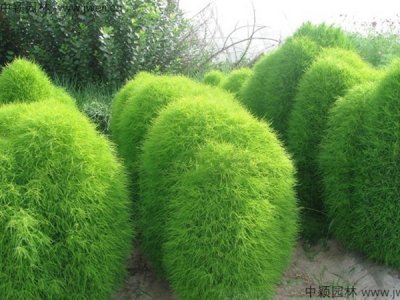 10月份適合種植地膚嗎？