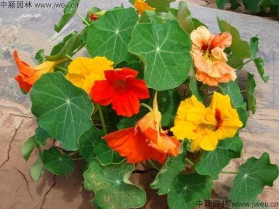 7月份播種的旱金蓮當年開花嗎？