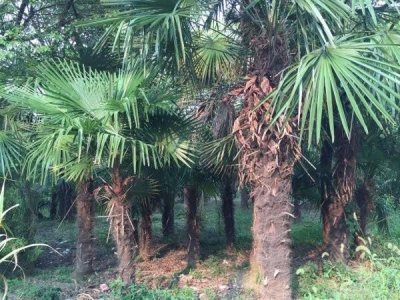 棕櫚樹可以在北方種植嗎？